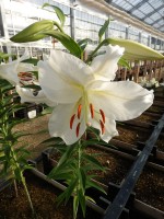 [4247 Crystal Blanca WF No02.JPG]